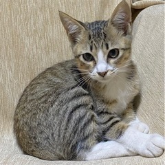 キジトラねこのEちゃん