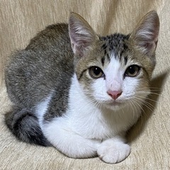 キジトラ＆白模様ねこのFちゃん