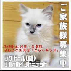 4/14生。ラグドール♂ブルーポイントミテッド（トライアウト猫）