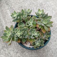 エケベリア　多肉植物