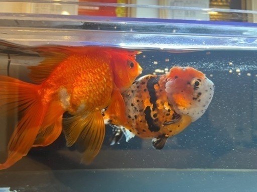金魚、東錦、更紗琉金、2匹まとめて