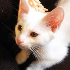 （トライアル開始）4/23生まれの子猫　里親募集③