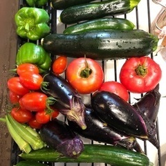無農薬　夏野菜