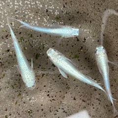 極龍 2ペア メダカ めだか