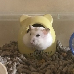 ハムスター里親募集