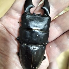 ④スマトラヒラタクワガタ ♂1♀2 WF1