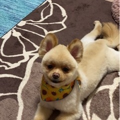 新しい飼い主様決まりました。たくさんのメッセージありがとうござい...