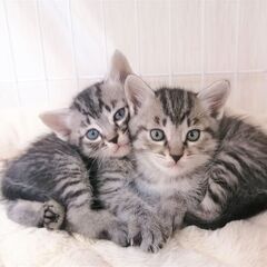 超超☆子猫ラッシュ!! in豊明☆保護猫の譲渡会2022年7月16日（土）～ 非営利団体　 ちーむ にゃいんず - 豊明市