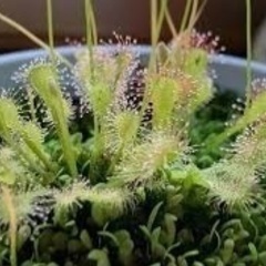 食虫植物について話そう - 名古屋市