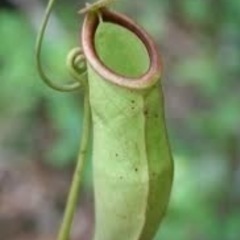 食虫植物について話そう - チャット