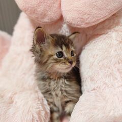 １ヶ月半弱のふわふわ長毛のおてんば娘