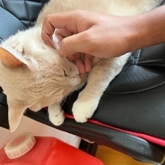 オレンジ　猫　オス