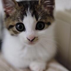 人と猫が大好きな甘えん坊のオマメ君