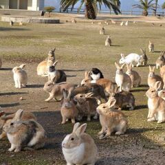 うさぎを飼っている方仲良くしてくれませんか？