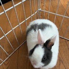 急募　ネザーランドドワーフ　