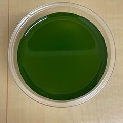 メダカ針子〜稚魚飼育セットの画像