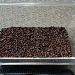 鈴虫飼育セットケース付きの画像