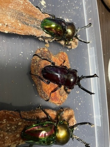 クワガタ、カブトムシ生体