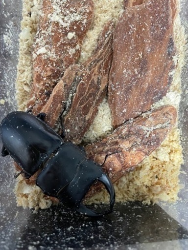 クワガタ、カブトムシ生体