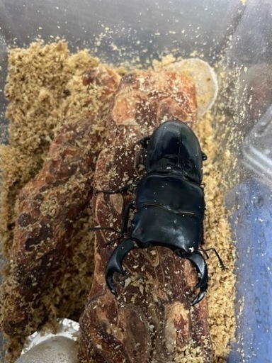 クワガタ、カブトムシ生体