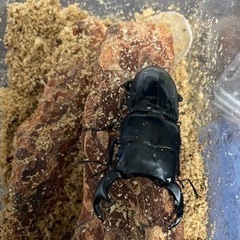クワガタ、カブトムシ生体