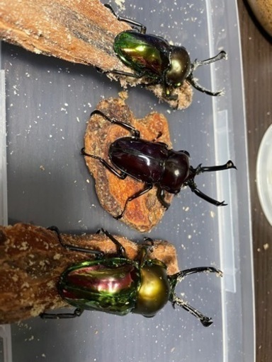 クワガタ、カブトムシ生体
