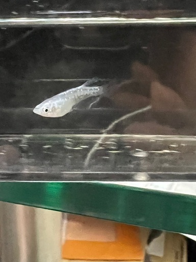 月虹ペア