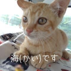 ありがとうございます！里親様決まりました！可愛い茶トラの男の子♪...