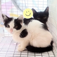 子猫の里親様募集