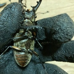 青森県産 大型ミヤマクワガタ♂69.8mmの画像