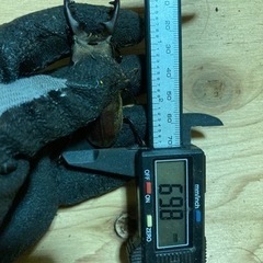 青森県産 大型ミヤマクワガタ♂69.8mm