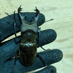 青森県産 大型ミヤマクワガタ♂69.8mmの画像