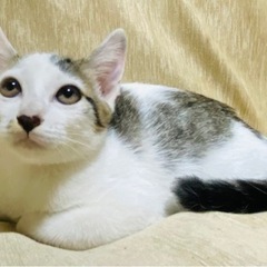 牛柄ねこのAちゃん