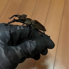 今年最大更新！天然ミヤマクワガタクワガタ　ペア❗️オス😆71.5ミリの画像