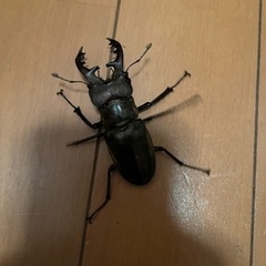 今年最大更新！天然ミヤマクワガタクワガタ　ペア❗️オス😆71.5ミリの画像