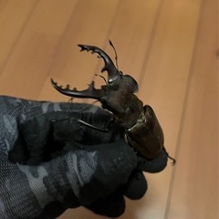 今年最大更新！天然ミヤマクワガタクワガタ　ペア❗️オス😆71.5ミリ