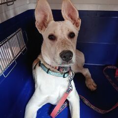 お耳が大きな可愛いまるちゃん - 犬