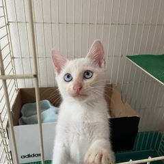 3ヶ月　ハンサム猫
