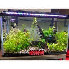 【水草】水上葉の有茎草たちの画像