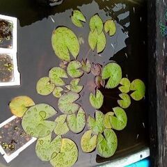 【無料】メダカあげます 千葉県南房総市【取りに来て】