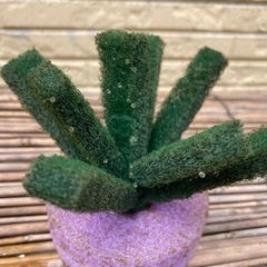 🐟メダカ  琥珀  卵🐟