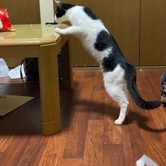 黒と白のかわいい女の子です