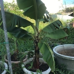 三尺バナナ　大苗