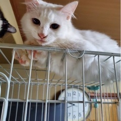 多頭飼いの為、ずっとのお家急募！ブルーアイ一歳女の子！