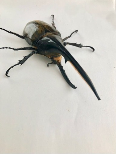 142mm DH.ヘラクレスオオカブト 配送可