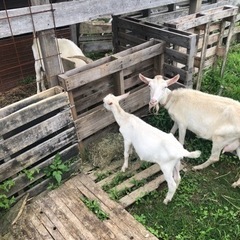動物のお世話、キャンプ場の整備