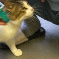 おとなしい、おす、きじしろねこ、2才位 - 厚木市