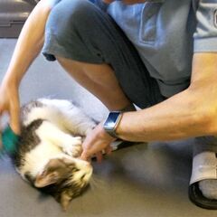 おとなしい、おす、きじしろねこ、2才位 - 猫