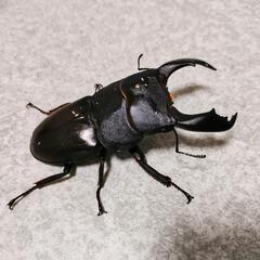 スラウェシオオヒラタクワガタ　ペア