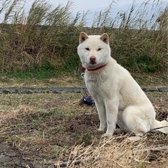 迷い犬(探しています・白い柴犬・赤い首輪)